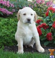 labrador retriever puppy posted by lovablepups