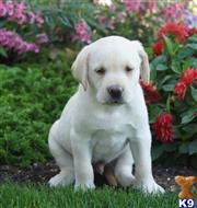 labrador retriever puppy posted by lovablepups