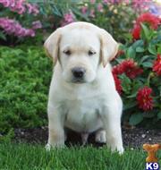 labrador retriever puppy posted by lovablepups