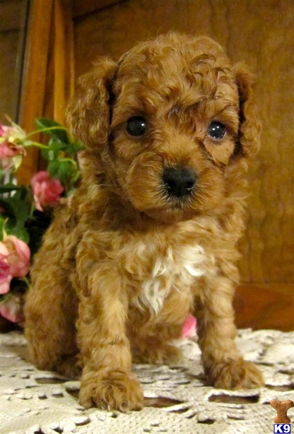 45+ Maltese Yorkie Poodle Mix