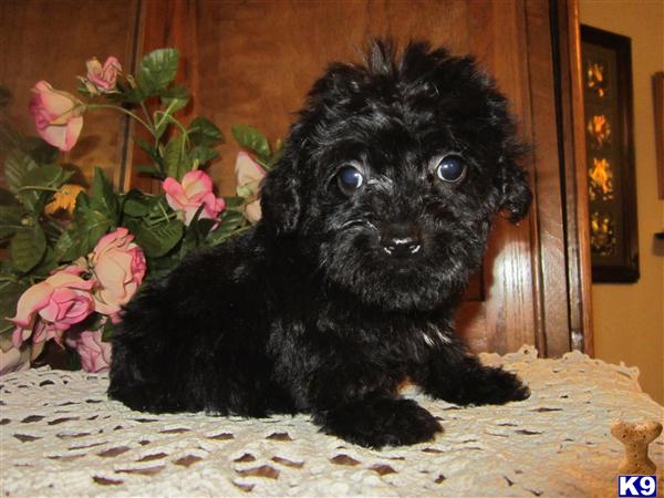 maltese yorkie poo poodle puppy for sale poodle malti poo yorkie poo yorkie maltese ch 4 years maltese yorkie poo poodle puppy for sale poodle malti poo yorkie poo yorkie maltese ch 4 years