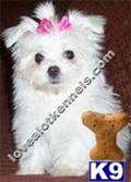 maltese puppy posted by lovealotkennels