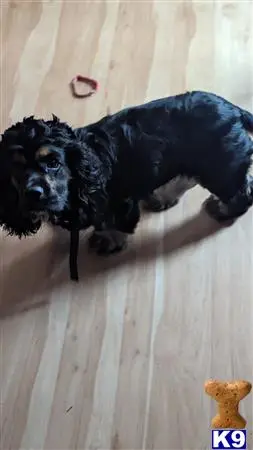 American Cocker Spaniel