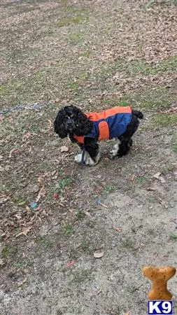 American Cocker Spaniel stud dog