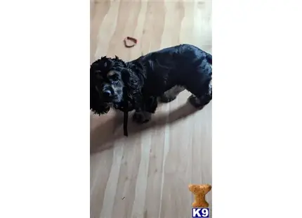 American Cocker Spaniel