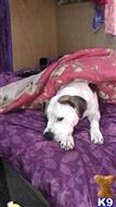 Staffordshire Bull Terrier