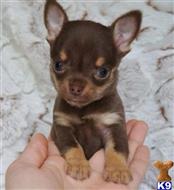 chihuahua puppy posted by loveline001