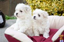 Maltese