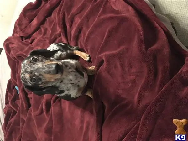 Dachshund