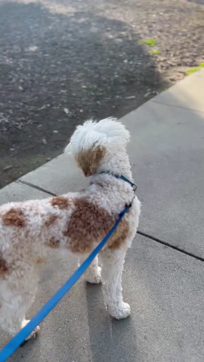 Labradoodle stud dog: Error: Operation returned an invalid status code BadRequest<br/>Stack Trace:    at Microsoft.Azure.CognitiveServices.Vision.ComputerVision.ComputerVisionClient.<DescribeImageInStreamWithHttpMessagesAsync>d__41.MoveNext()
--- End of stack t