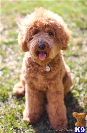 Labradoodle stud dog