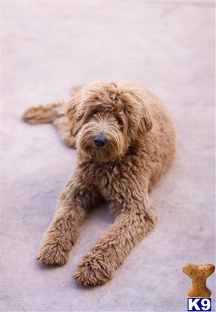 Labradoodle stud dog