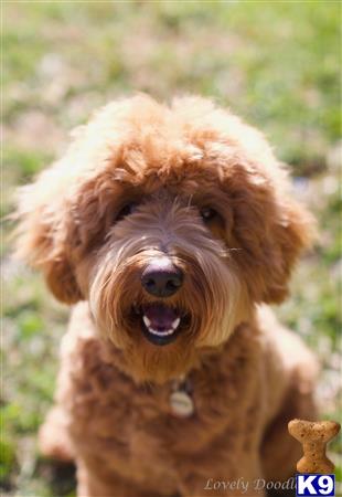 Labradoodle stud dog