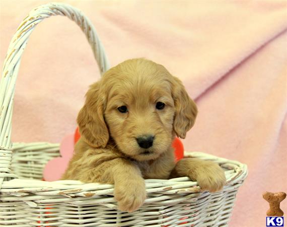 Goldendoodles puppy for sale