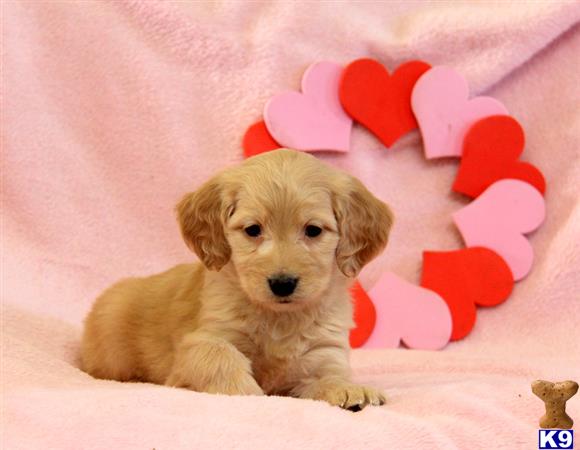 Goldendoodles puppy for sale