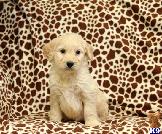 Goldendoodles puppy for sale