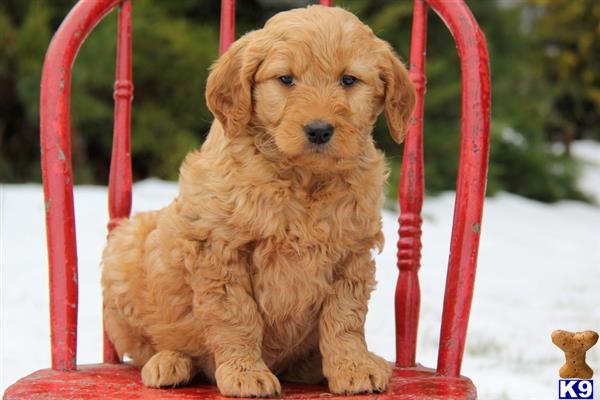 goldendoodles puppy posted by lovelypups