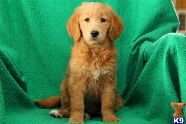 goldendoodles puppy posted by lovelypups