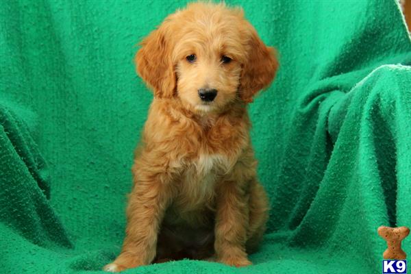 goldendoodles puppy posted by lovelypups