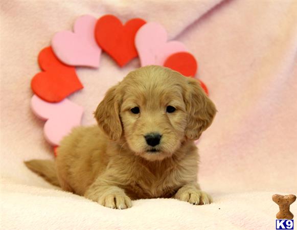 Goldendoodles puppy for sale