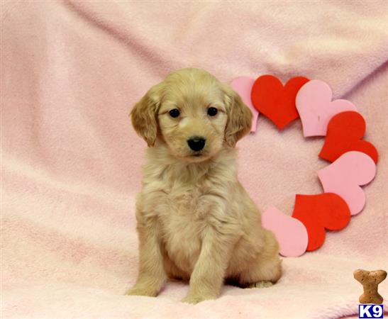 Goldendoodles puppy for sale