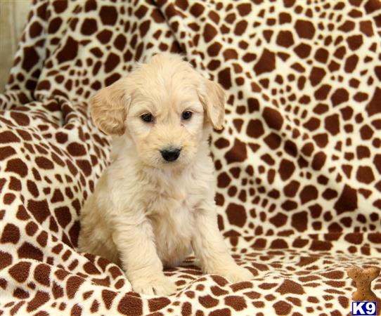 Goldendoodles puppy for sale