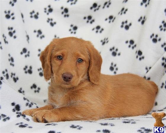 labradoodle puppy posted by lovelypups