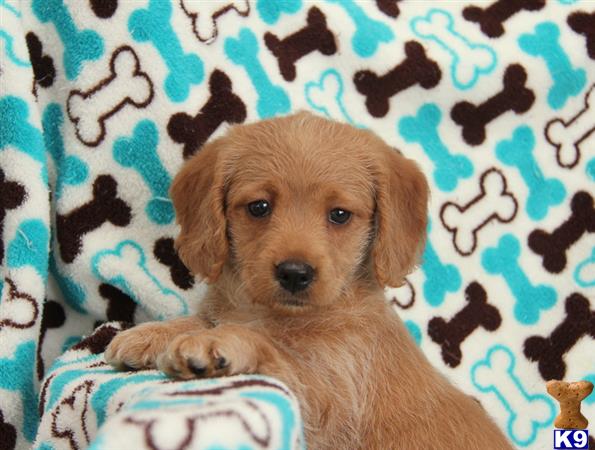 labradoodle puppy posted by lovelypups