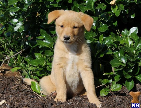 golden retriever mix breeds for sale mixed breed puppy for sale golden retriever mix 4 years golden retriever mix breeds for sale mixed breed puppy for sale golden retriever mix 4 years