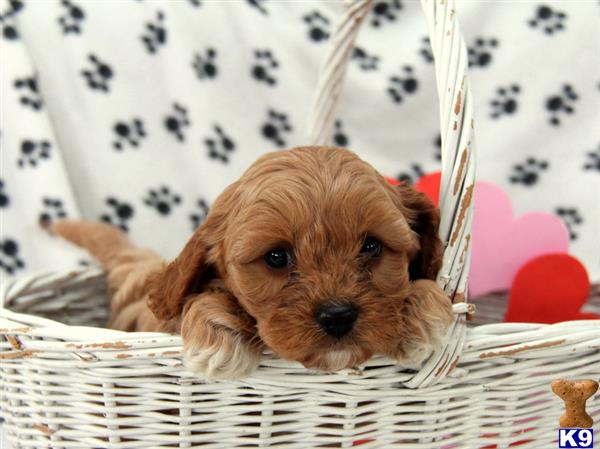 Mixed Breed puppy for sale