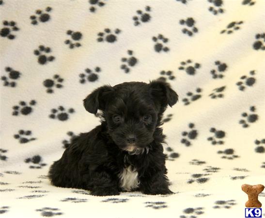 Mixed Breed puppy for sale