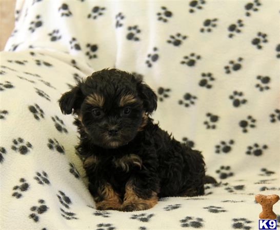 Mixed Breed puppy for sale