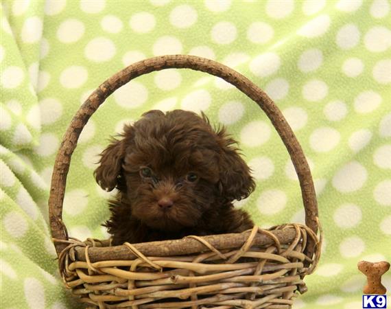 Mixed Breed puppy for sale
