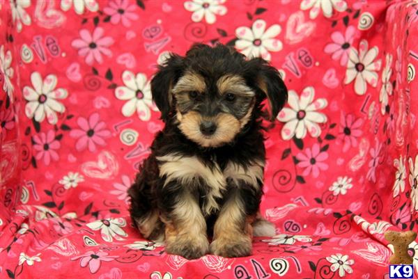 mixed breed puppy posted by lovelypups