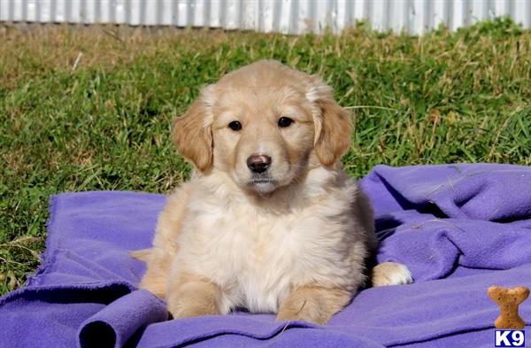 golden retriever mix breeds for sale mixed breed puppy for sale golden retriever mix 5 years golden retriever mix breeds for sale mixed breed puppy for sale golden retriever mix 5 years