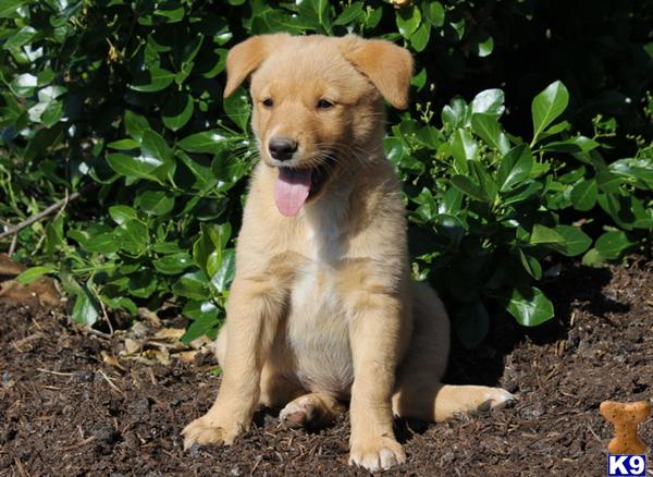 golden retriever mix breeds for sale mixed breed puppy for sale golden retriever mix 4 years golden retriever mix breeds for sale mixed breed puppy for sale golden retriever mix 4 years