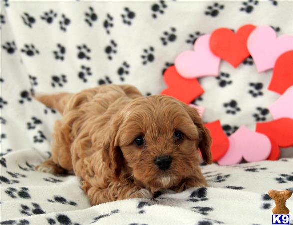 Mixed Breed puppy for sale