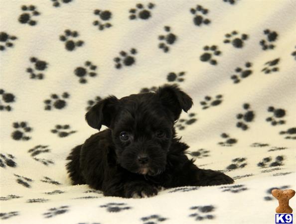 Mixed Breed puppy for sale