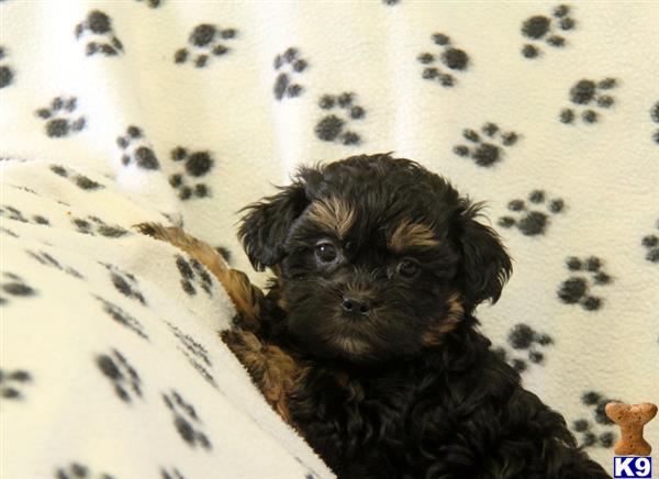 Mixed Breed puppy for sale