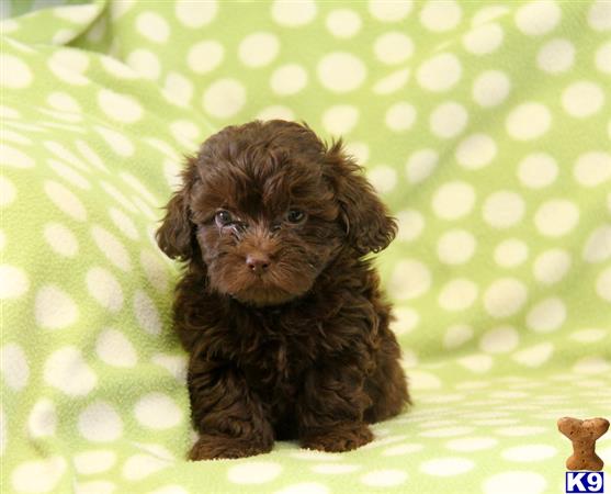 Mixed Breed puppy for sale