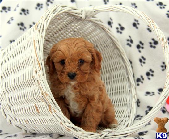 Mixed Breed puppy for sale
