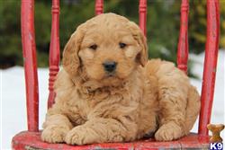 goldendoodles puppy posted by lovelypups
