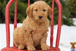 goldendoodles puppy posted by lovelypups