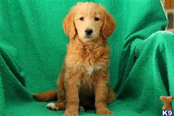 goldendoodles puppy posted by lovelypups