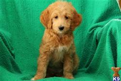 goldendoodles puppy posted by lovelypups