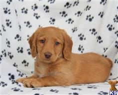labradoodle puppy posted by lovelypups