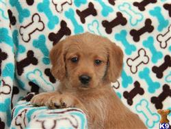 labradoodle puppy posted by lovelypups