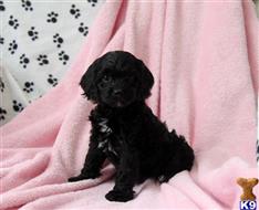 mixed breed puppy posted by lovelypups