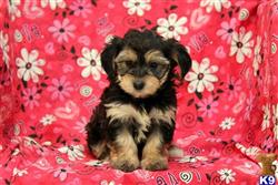 mixed breed puppy posted by lovelypups