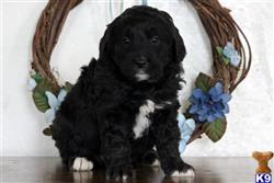 mixed breed puppy posted by lovelypups